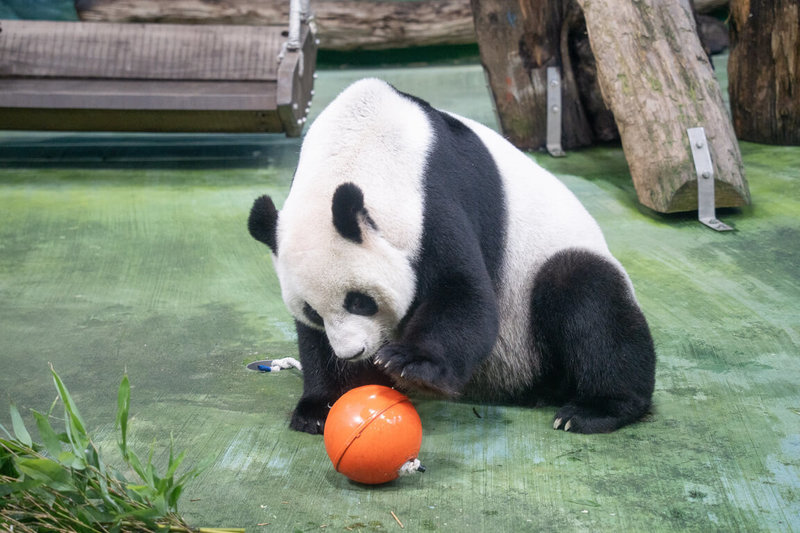 台北市立動物園12日表示，適逢元宵節，保育員準備海廢浮球改造成的「大湯圓」，作為大貓熊的益智玩具，有助於身心健康。圖為大貓熊「圓圓」。（台北市立動物園提供）中央社記者陳昱婷傳真  114年2月12日