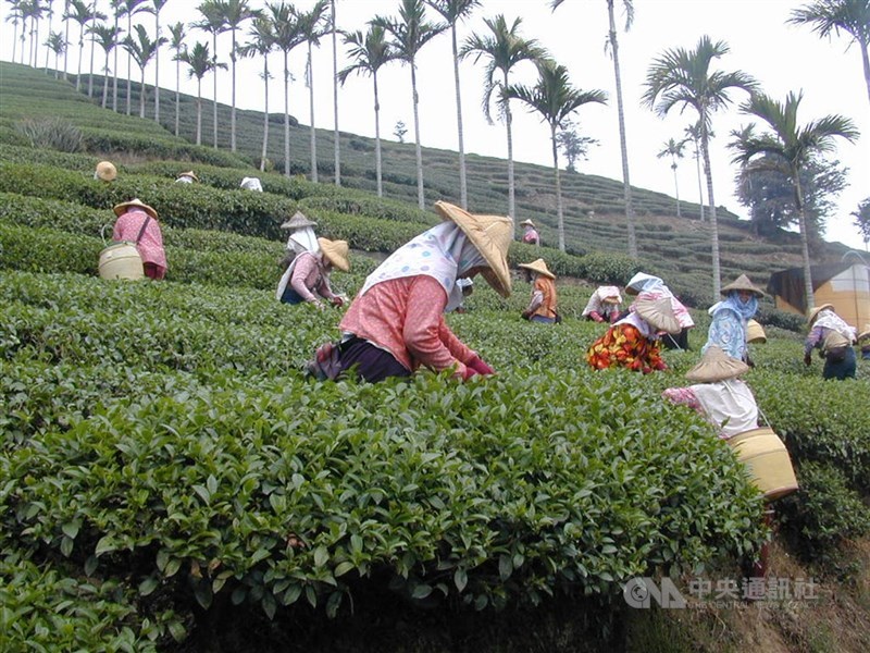 為防止境外茶混充台灣茶，行政院自民國110年起至去年底展開8階段聯合稽查，去年國產茶產地鑑定合格率已達96%。圖為嘉義縣茶農忙著採收高山春茶。（中央社檔案照片）