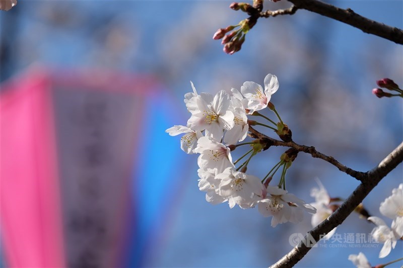 日本賞櫻季將至，銀行看好民眾旅日刷卡商機，紛紛祭出相關優惠。圖為東京染井吉野櫻開花示意圖。 （中央社檔案照片）