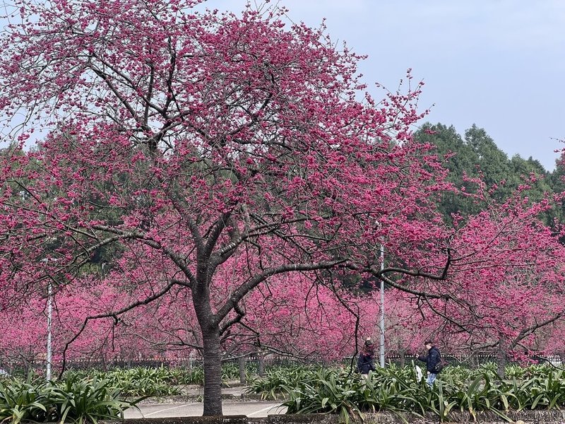 九族文化村18日表示，園區八重櫻目前滿開（圖），粉紅色的富士櫻則花開8成，預計2月底滿開，3月9日前都適合上山賞花。（九族文化村提供）中央社記者蕭博陽南投縣傳真 114年2月18日