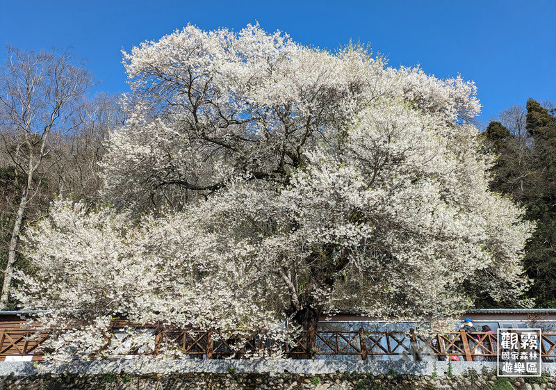 農業部林業及自然保育署新竹分署19日指出，每年春季，位於觀霧山莊前的台灣特有種「霧社櫻王」繁茂綻放，千百朵雪白櫻花綴滿枝頭，吸引無數遊客前往賞花，2025年預估3月上旬開花。圖為往年盛開景象。（森之形自然教育團隊提供；林雋雅攝影）中央社記者管瑞平傳真  114年2月19日