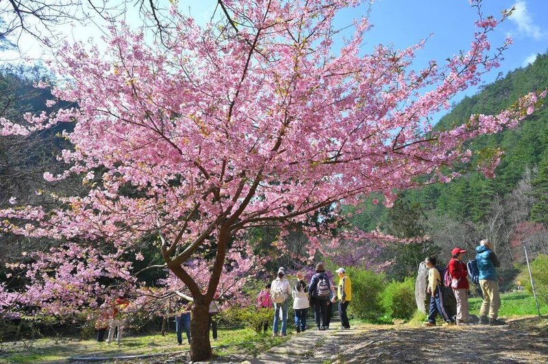 武陵農場櫻花季管制期原本預計為2月8日至23日，因應今年花況，武陵農場19日表示，交通管制將延長至3月2日，農場內主力櫻花「紅粉佳人」陸續開花。（武陵農場提供）中央社記者趙麗妍傳真  114年2月19日