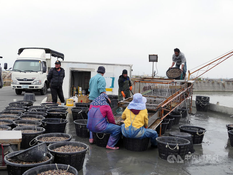 全球氣候變遷、季節交替溫差過大及夏季高溫等因素，造成文蛤減產、暴斃，雲林縣政府與屏東科技大學獸醫學系團隊合作專案輔導，協助蛤農改善養殖方式，輔導近3年成效顯著。中央社記者姜宜菁攝  114年2月20日