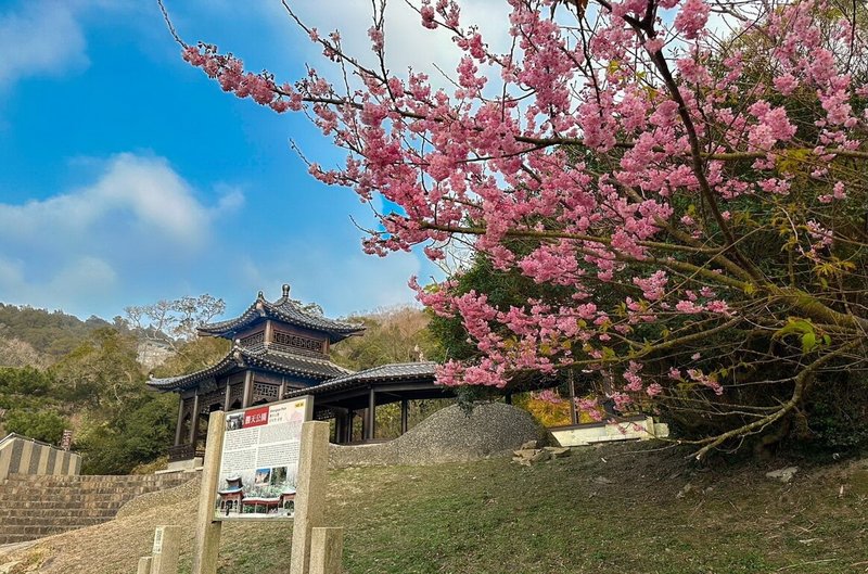 連江縣政府20日表示，馬祖櫻花季開跑，勝天公園內的唐式亭閣「勝天亭」，與盛開櫻花相映成趣，古樸幽雅。（歐家瑞提供）中央社記者黃旭昇傳真  114年2月20日