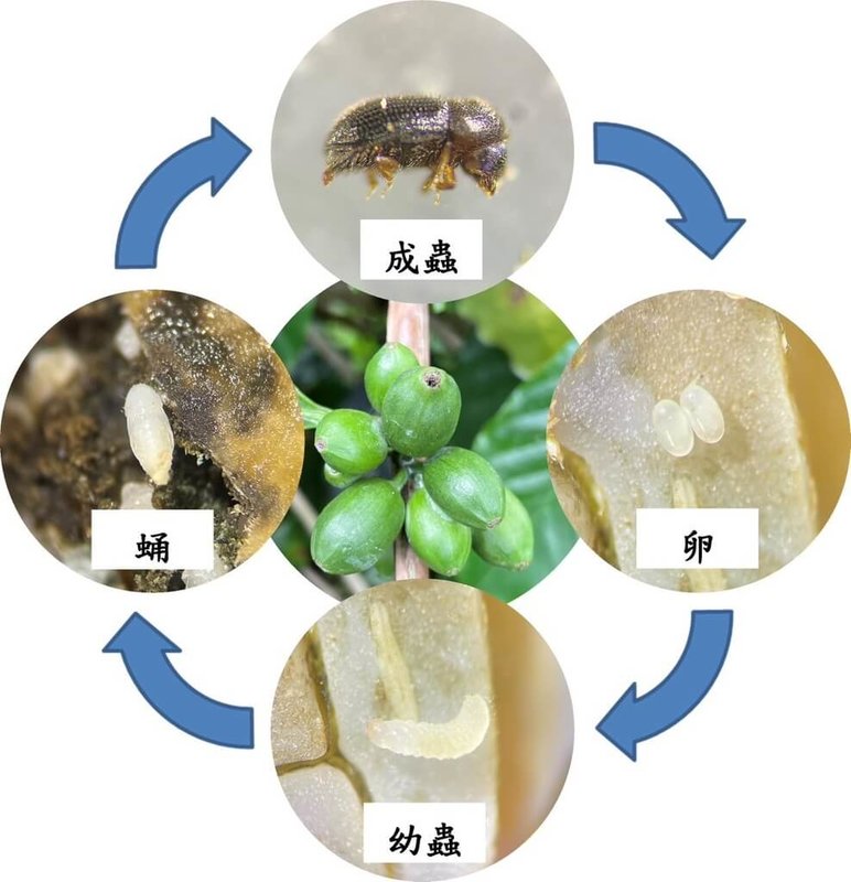 農業部茶及飲料作物改良場指出，民國96年首次發現咖啡果小蠹危害蹤跡後，至今已入侵全國產區，嚴重會減產5、6成，為此制定非化學農藥綜合管理（IPM）的防治技術，呼籲農民落實使用。（茶改場提供）中央社記者楊淑閔傳真  114年2月20日