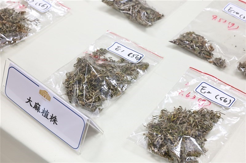 東吳大學校內的學生餐廳成為毒販交易大麻的場所之一，校方22日表示，經查為櫃位承包商的個人行為，交易對象並非師生。圖為刑事局於113年查緝大麻毒品專案記者會中展示的大麻植株。（中央社檔案照片）