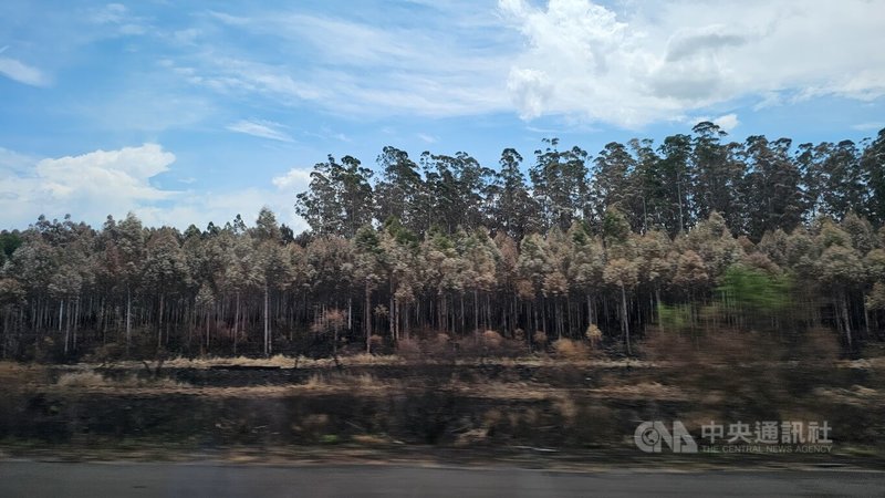 在阿根廷科林特斯省（Corrientes），14號公路沿線，一片焦黑的土地延伸至地平線，2025年以來，該省已燒毀超過20萬公頃土地。中央社記者黃韻如科林特斯攝 114年2月22日