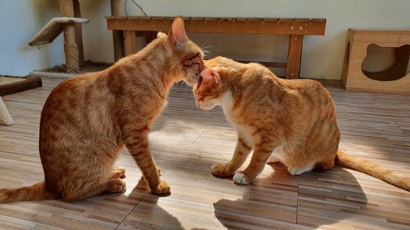 新北市動物保護處表示,為讓貓咪在住家外也能安心探索不同環境,規畫在板橋打造專屬貓咪休閒樂園,讓毛寶貝能滿足攀爬、探索的天性。(新北市動保處提供)中央社記者黃旭昇新北市傳真 114年2月22日