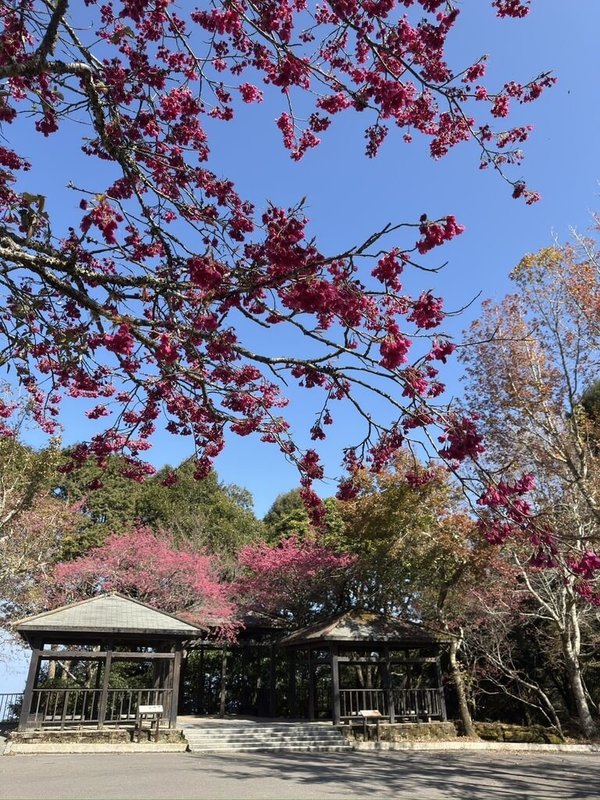 林業及自然保育署台中分署22日指出，大雪山國家森林遊樂區的山櫻花目前盛開，賞櫻景點包括大雪山林道22K、35K收費站及43K遊客中心周邊，歡迎民眾上山賞花。（台中分署提供）中央社記者郝雪卿傳真  114年2月22日