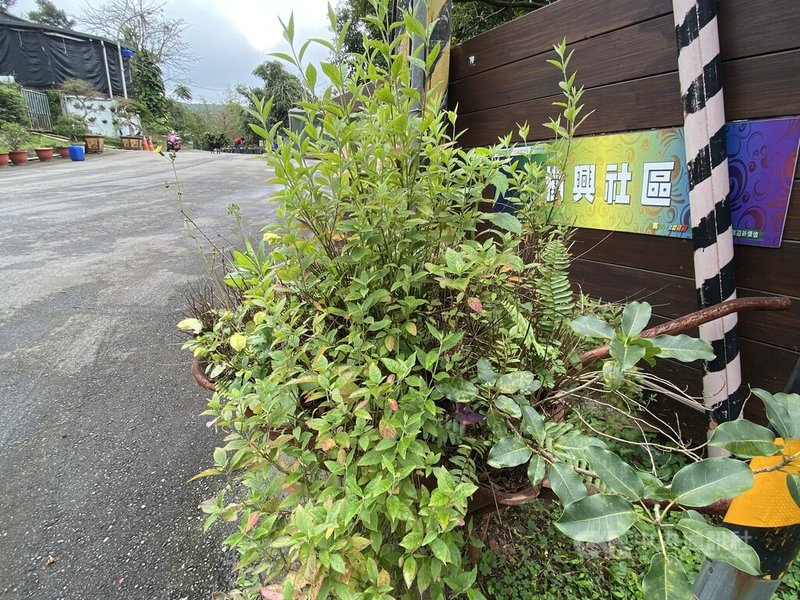新北市政府農業局23日表示,淡水區樹興社區靠近淡海輕軌淡金鄧公站,清幽環境與蜿蜒山路,令人心曠神怡,社區發展協會近年也推動復耕蒔茶25公頃,打造茶籽油特色農產。中央社記者黃旭昇新北市攝 114年2月23日