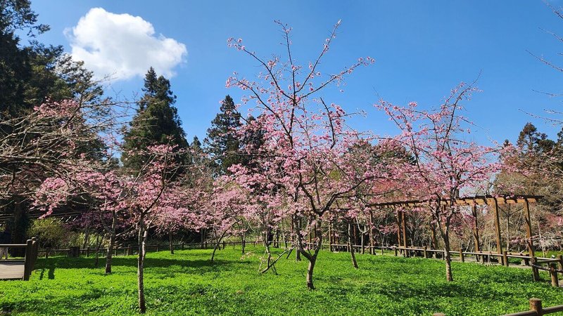 林業及自然保育署嘉義分署與阿里山林業鐵路及文化資產管理處23日表示，阿里山花季將開跑，目前阿里山國家森林遊樂區山櫻花、阿龜櫻開花約5成，不同品種櫻花將在為期1個月花季期間陸續開放，預計3月中下旬達到最盛期。（嘉義分署提供）中央社記者姜宜菁傳真  114年2月23日