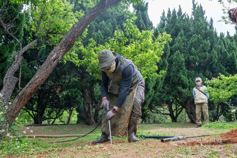 清華大學梅園201棵超過60歲老梅樹罹「日燒病」，校方24日啟動搶救梅園醫療計畫，將運用「水刀土壤穿孔」技術，在梅樹周圍土壤打出多個深達1公尺的透氣孔道，並投入有機益生菌肥料。中央社記者郭宣彣攝  114年2月24日