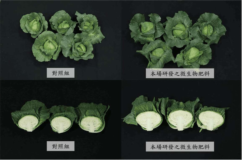 高雄區農改場表示，微生物可提高肥料的利用率，進而提高作物產量，並讓土壤健康，有利永續發展，已推廣使用微生物肥料，呼籲農民聯繫學習正確使用方法。（高雄區農改場提供）中央社記者楊淑閔傳真  114年2月24日