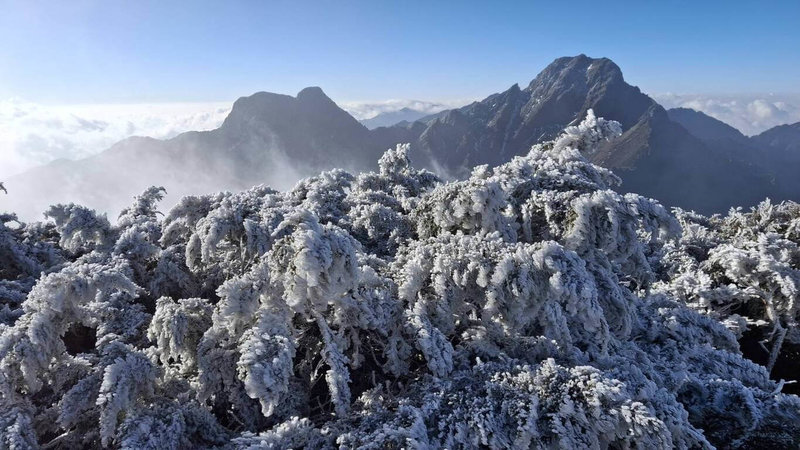 中央氣象署表示，玉山北峰24日並未降雪，但已有霧淞集結在樹枝上。（氣象署提供）中央社記者張雄風傳真  114年2月24日