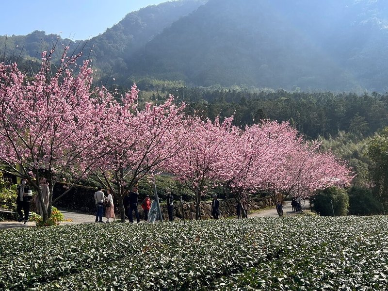 阿里山公路（台18線）旁「中興製茶所」櫻花正盛開，粉色櫻花海與翠綠茶園及遠山交相輝映，十分美麗。（嘉義縣政府提供）中央社記者蔡智明傳真  114年2月25日