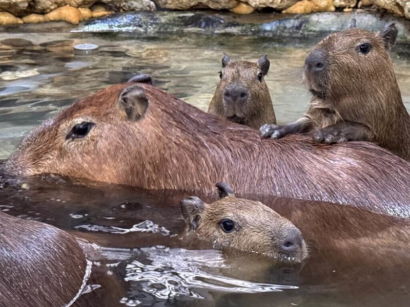 高雄壽山動物園表示，春節期間，水豚媽媽「莉亞」順利產下3隻水豚寶寶，分別取名為「莉馬」、「莉拉」和「莉松」，象徵這個家庭將像馬拉松般長久、繁衍生息。（高雄市觀光局提供）中央社記者蔡孟妤傳真  114年2月25日