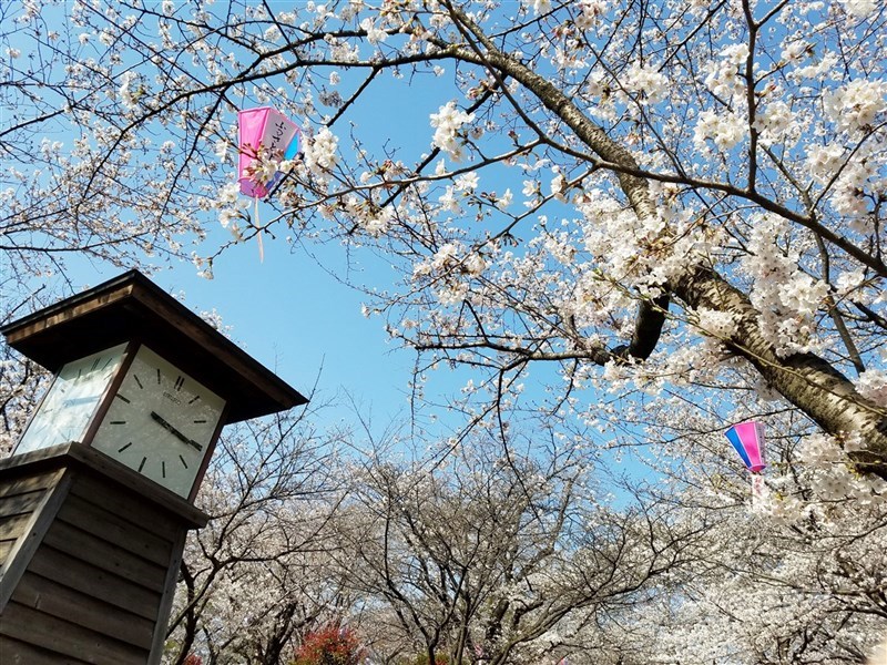 日本一年一度櫻花季進入倒數，根據民間氣象公司預測，東京最快可能在3月21日開花、3月29日盛開。（中央社檔案照片）