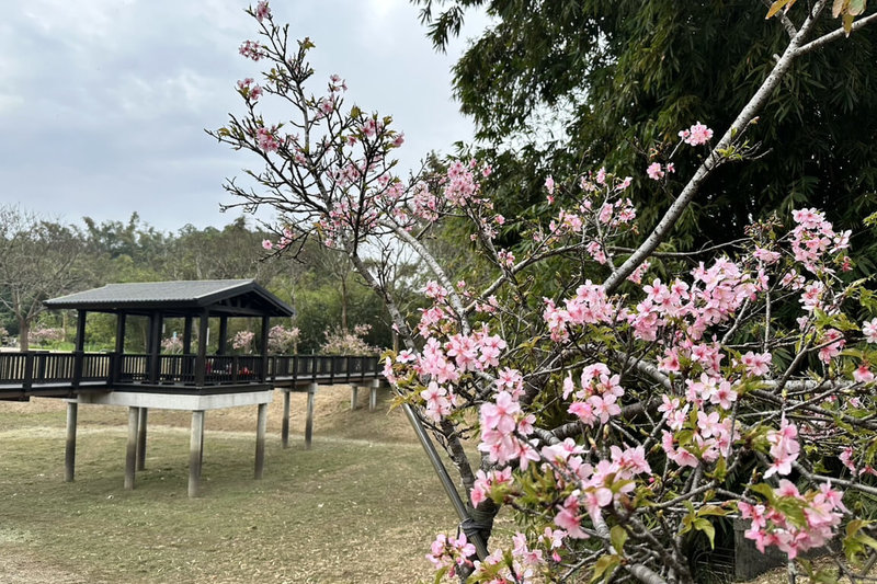 台南山上花園水道博物館淨水池區櫻花綻放，近日吸引不少遊客賞花，館方預估228連假期間將會迎來滿開盛況。（台南市文化局提供）中央社記者楊思瑞台南傳真  114年2月26日