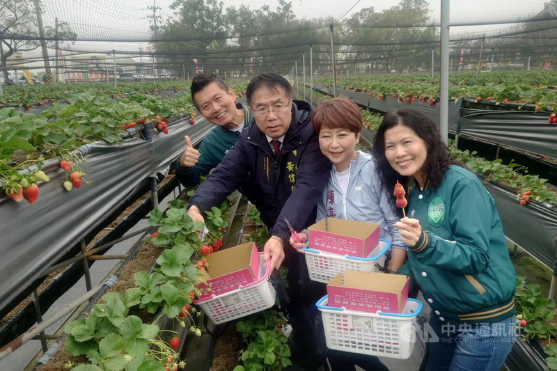 台南市善化區公所26日在美裕草莓園舉辦善化草莓節活動宣傳記者會，市長黃偉哲（左2）與民進黨立委陳亭妃（右2）等人體驗採草莓。中央社記者楊思瑞攝  114年2月26日