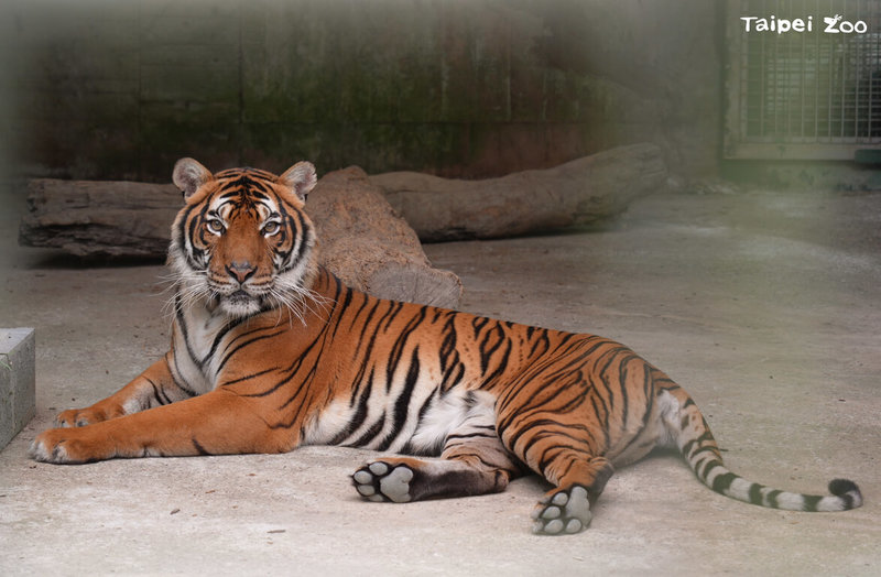 台北市立動物園與新加坡合作馬來虎雙向借殖計畫，雌性個體Serikin已於26日凌晨安全抵達新加坡，展開檢疫觀察；園方指出，後續也將自新加坡動物園借殖調度雄性個體來台北，盼促成另一組繁殖配對。（台北市立動物園提供）中央社記者陳怡璇傳真  114年2月26日