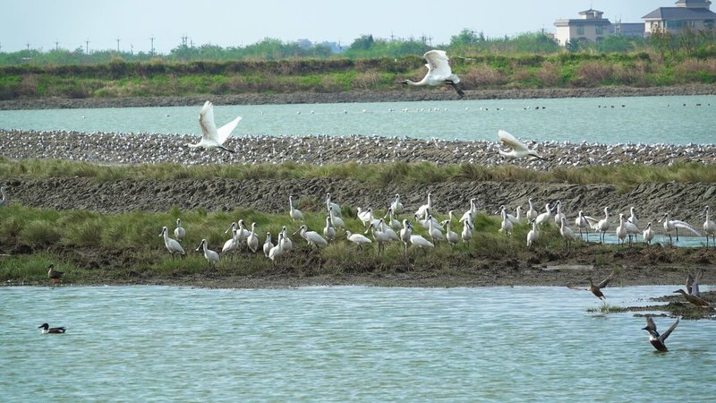 嘉義縣政府3月8日將在布袋濕地生態園區舉辦「2025布袋候鳥季-候鳥經濟生活圈」活動,盼「候鳥經濟」帶動生態與地方發展。(嘉義縣農業處提供)中央社記者蔡智明傳真 114年2月26日