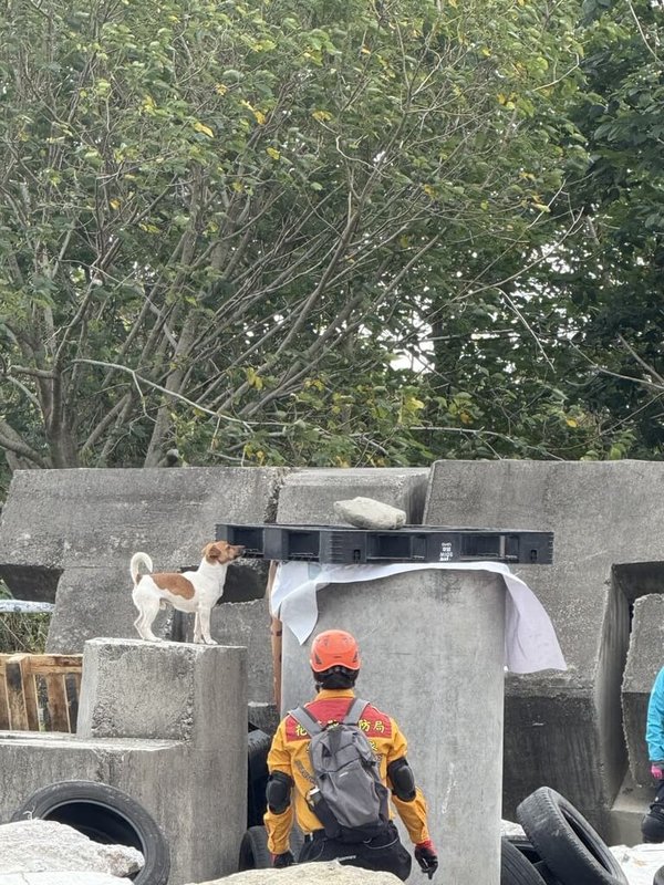 花蓮縣消防局搜救犬Wilson參加瓦礫搜救犬IRO評量測驗,未能通過高級評測。(花蓮縣消防局提供)中央社記者張祈傳真 114年2月26日