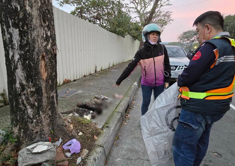 民眾27日通報，指新北市板橋區環河道路附近有貓咪屍體遭遺棄，經獸醫師檢驗發現肋骨斷裂、頭蓋骨被打開等，懷疑死因不單純；動保處搜查共發現7隻死貓，將報請警方協助偵辦。（新北動保處提供）中央社記者黃旭昇新北市傳真  114年2月27日