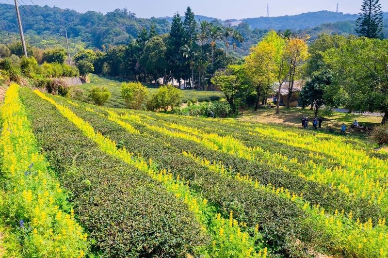 桃園魯冰花季邁入第8屆，2月28日起至3月7日在龍潭舉辦，總種植面積達12公頃，為全台最大魯冰花海，歡迎民眾前來賞花。（桃園市府提供）中央社記者葉臻傳真  114年2月28日