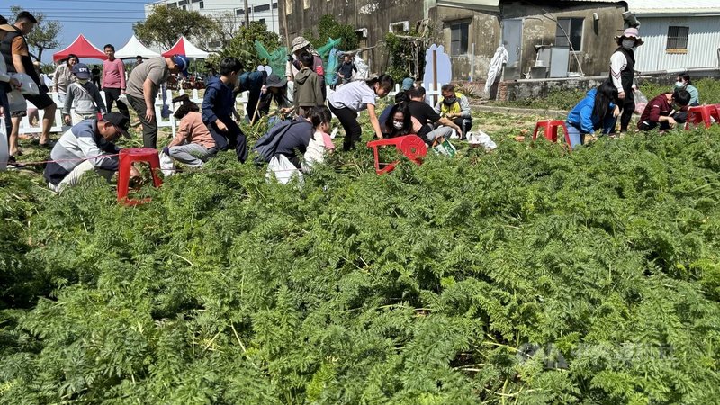 台南市將軍區胡蘿蔔進入產季，將軍區農會28日起一連2天在區道南19線牛蒡工廠旁胡蘿蔔田舉辦下田拔蘿蔔體驗活動。中央社記者張榮祥台南攝  114年2月28日