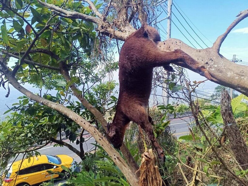 一隻長鬃山羊1日被嘉義民眾發現後腳卡在樹上死亡，根據周邊跡象研判，這隻山羊很可能是與山豬搏鬥逃向樹上，但因受傷又被卡住，最後不幸死在樹上。（王三華提供）中央社記者黃國芳傳真  114年3月1日