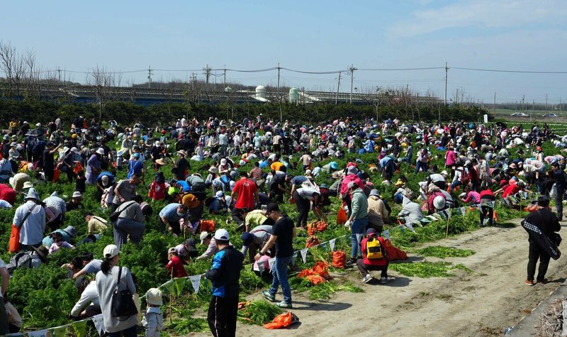 2025「國際台灣胡蘿蔔日」1日在雲林縣東勢鄉登場，吸引上萬名民眾參與，在田間體驗拔胡蘿蔔。（雲林縣政府提供）中央社記者黃國芳傳真  114年3月1日