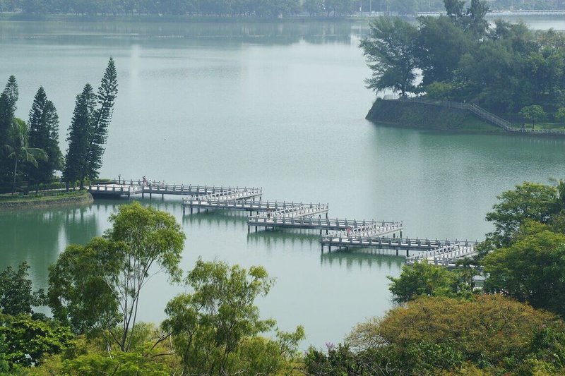 民眾近日在高雄澄清湖九曲橋附近水域發現魟魚蹤跡。台灣自來水公司表示，澄清湖園區是飲用水水源水質保護區，呼籲民眾不要放生魚類，將持續觀察外來魚類是否造成相關影響，再研議處置計畫。（自來水公司第七區管理處提供）中央社記者蔡孟妤傳真 114年3月3日