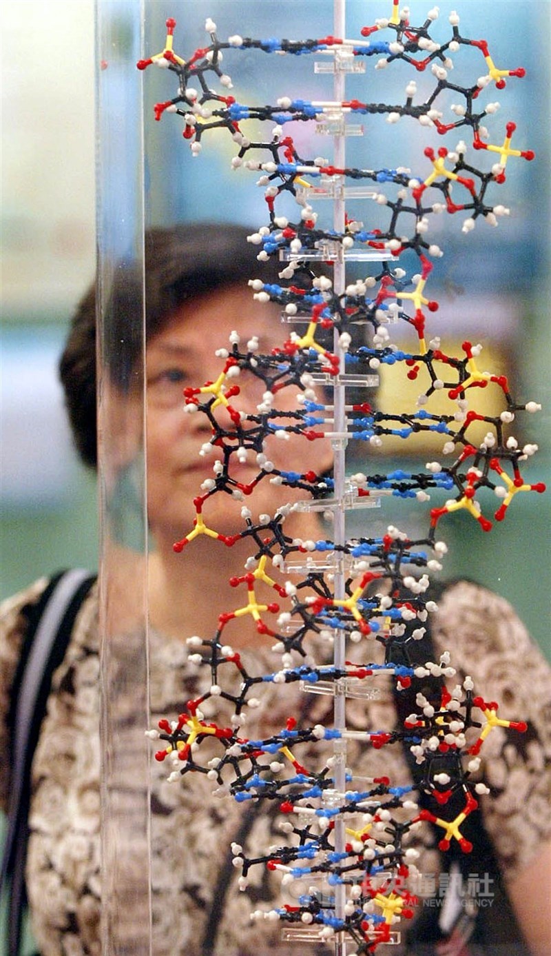 國衛院最新研究解密思覺失調、躁鬱症遺傳對認知影響。圖為遺傳物質示意圖。（中央社檔案照片）