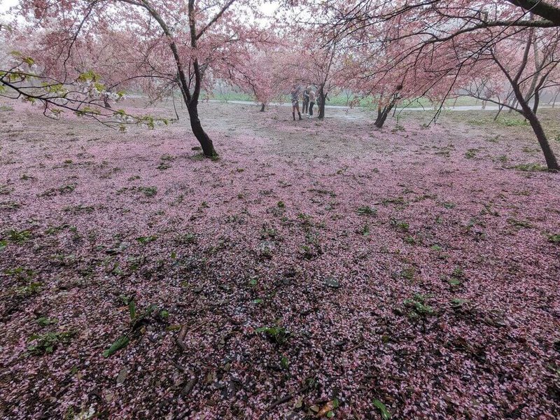 福壽山農場千櫻園正是盛開時節，4日傍晚一場驟雨將花打落，花瓣紛紛飄落，鋪成一片粉紅地毯。（福壽山農場提供）中央社記者郝雪卿傳真  114年3月5日