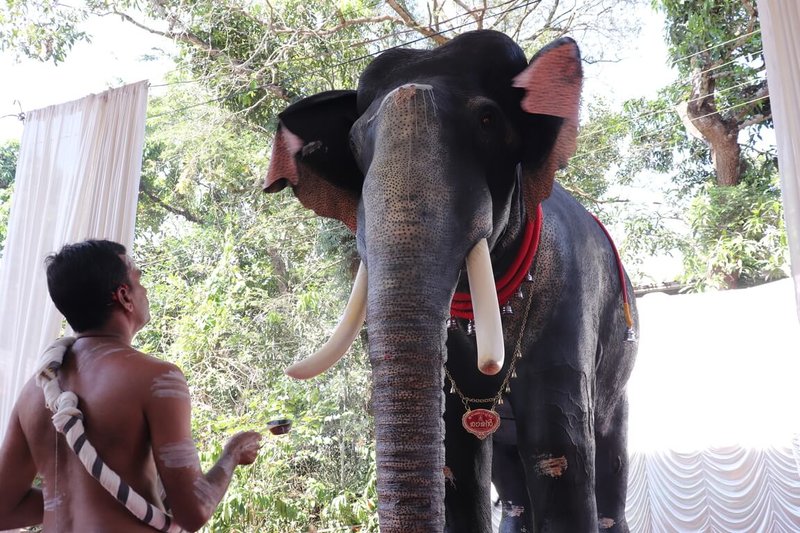 印度的善待動物組織(PETA India)和藝術家、技師合作,讓每頭機器象都栩栩如生,並能做出各種動作,希望取代真大象參加慶典,讓大象遭虐發狂殺人的憾事不再發生。(PETA India提供)中央社記者李晉緯新德里傳真 114年3月5日