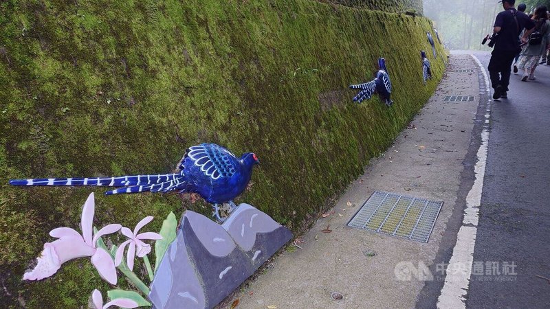 林業及自然保育署嘉義分署近日完成阿里山國家森林遊樂區的祝山林道整修,在祝山通往小笠原觀景區支線上,將原有擋土牆鑲嵌窯燒,以現地常出沒的台灣帝雉作為意象,兼具觀賞及教育性。中央社記者蔡智明攝 114年3月6日