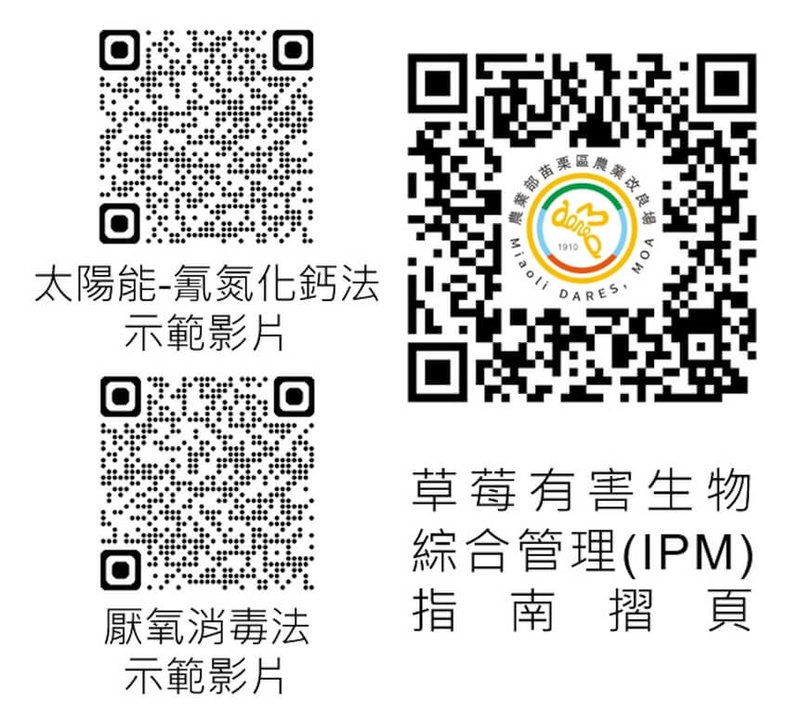 苗栗縣草莓產區近年有發生萎凋病,農業部苗栗區農改場指出,萎凋病病原菌可在土壤存活多年,可採用的土壤消毒法包含「太陽能-氰氮化鈣法」、「厭氧消毒法」,也已製作影片上傳網路,供農民了解使用。(苗栗區農改場提供)中央社記者楊淑閔攝 114年3月6日