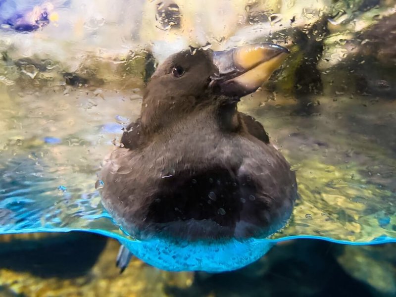 屏東國立海洋生物博物館表示，2024年出生的鳳頭海鸚鵡JOJO即將迎接鳥生首次繁殖季，可以看到JOJO嘴喙已開始逐漸變黃。（屏東國立海洋生物博物館提供）中央社記者黃郁菁傳真  114年3月7日