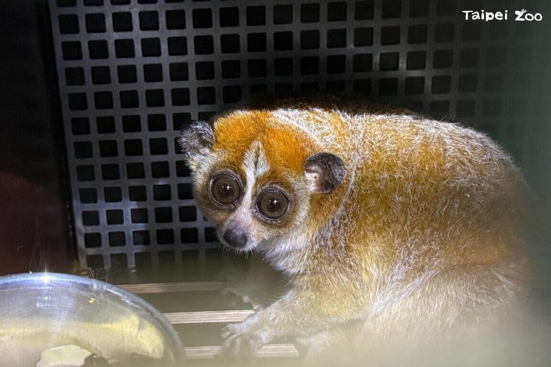 台北市立動物園7日表示，來自捷克的小懶猴Chö順利抵台，將在1個月檢疫期後與園內的雄性個體共組家庭，盼增加小懶猴的域外族群數量及基因歧異度。（台北市立動物園提供）中央社記者陳怡璇傳真  114年3月7日