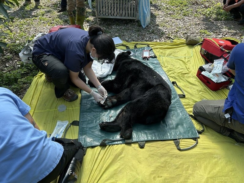 台灣黑熊「達古阿里」跑到花蓮縣玉里鎮源城社區，夜間入侵果園、學校等，農業部林業及自然保育署監控誘捕，10日清晨在一處果園捕獲「達古阿里」，送至東部野生動物救傷中心野灣動物醫院健檢。（林業及自然保育署花蓮分署提供）中央社記者李先鳳傳真 114年3月10日