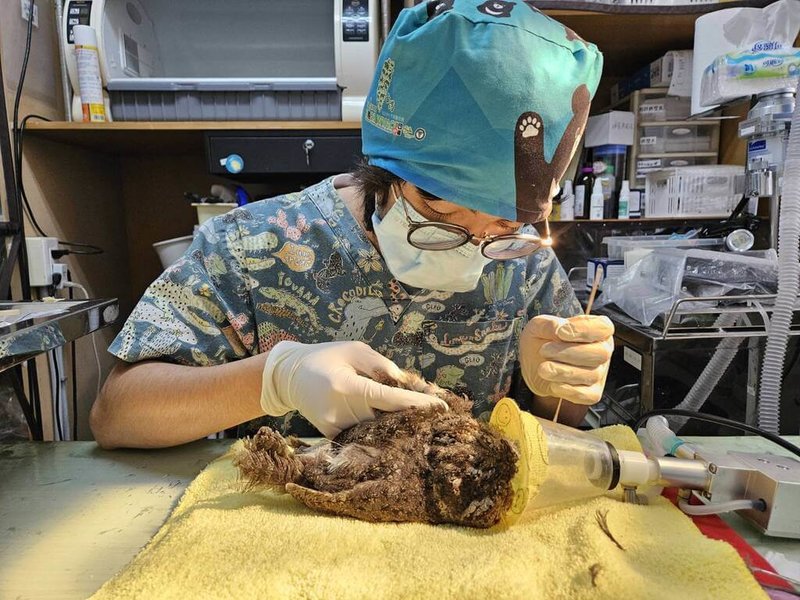 桃園市野鳥學會10日公布民國113年救治2100隻野生動物，以鳥類為大宗，並首度公開救傷地圖，揭露熱點區域與人為衝突的關聯，希望讓大眾更清楚了解人類活動對野生動物的影響。（桃園市野鳥學會提供）中央社記者吳睿騏桃園傳真 114年3月10日