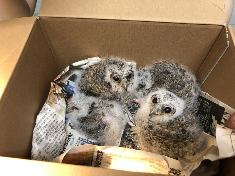 桃園市野鳥學會10日公布民國113年救治2100隻野生動物,以鳥類為大宗,隨著越來越多建築使用玻璃帷幕,鳥類「窗殺」危機加劇,學會也首度公開救傷地圖。圖為幼鳥落巢送醫。(桃園市野鳥學會提供) 中央社記者吳睿騏桃園傳真 114年3月10日
