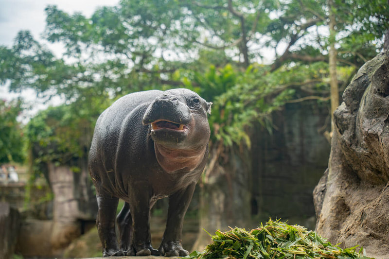 台北市立動物園表示，113年11月自新加坡引進的侏儒河馬Thabo 10日凌晨離世，初步解剖顯示是營養不良加上感染等原因導致。（台北市立動物園提供）中央社記者陳昱婷傳真 114年3月10日