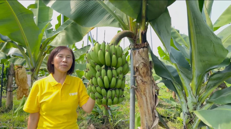 農業部指出，台灣香蕉研究所正致力於研發矮性品種香蕉，相較於一般品種可以長到270至300公分，矮性品種僅200至230公分，遇風災時，更有能力抵禦強風。（農業部提供）中央社記者楊淑閔傳真  114年3月10日