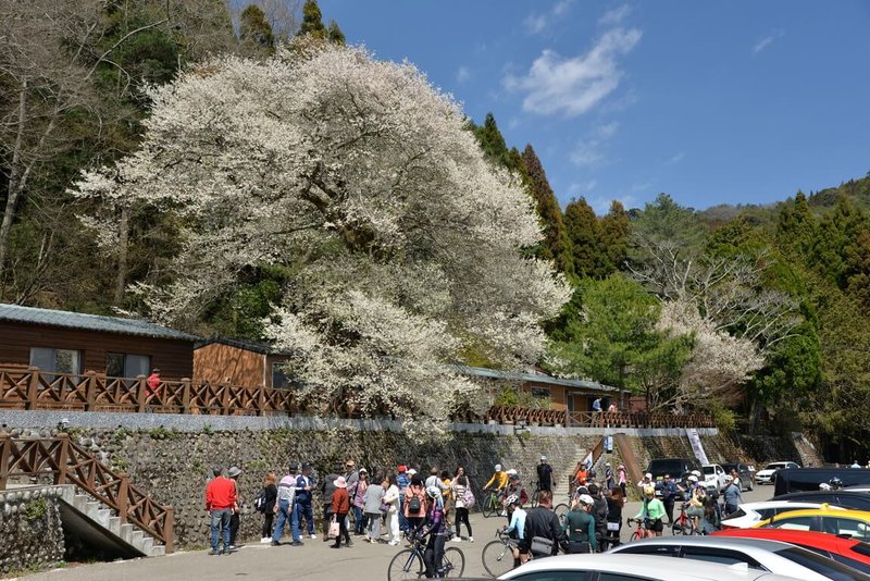 雪霸國家公園管理處11日指出，觀霧地區的「霧社櫻王」開花已近8成，未來2週是最佳觀賞期。（雪霸國家公園管理處提供）中央社記者管瑞平傳真  114年3月11日