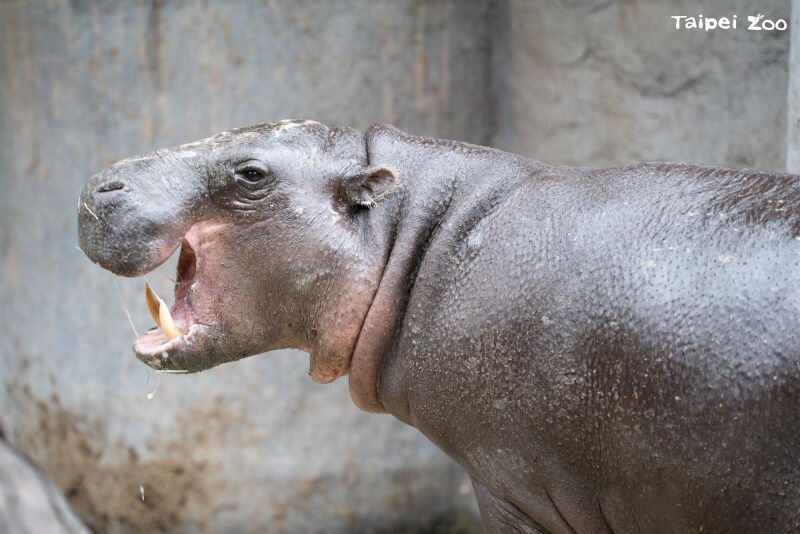 台北市立動物園10日證實，去年11月從新加坡來台的侏儒河馬Thabo去世。（圖取自facebook.com/TaipeiZoo）