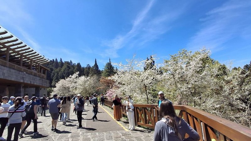 阿里山國家森林遊樂區花季即日起到4月中旬,園區處處可見櫻花盛開,沼平車站前開滿整片,吸引遊客駐足。(林慶芳提供)中央社記者蔡智明傳真 114年3月13日