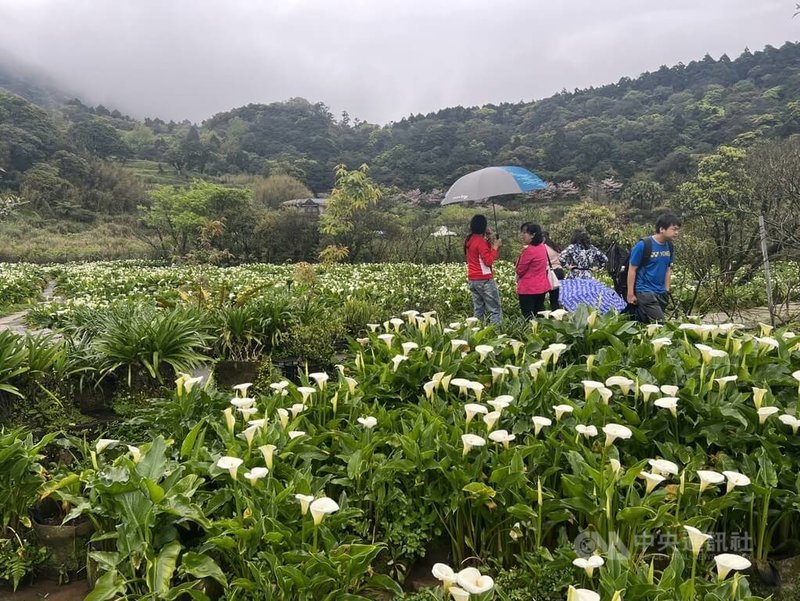 竹子湖海芋季14日開跑，今年以「芋想世界」為主題，由花農打造別出心裁海芋地景花藝設計，純白海芋在陽光下朝氣綻放。中央社記者劉建邦攝  114年3月14日