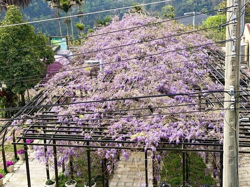 嘉義縣文化觀光局14日指出,瑞里地區紫藤花開5至7成,預估花期至3月底,歡迎民眾來嘉義賞花。(嘉義縣文觀局提供)中央社記者蔡智明傳真 114年3月14日