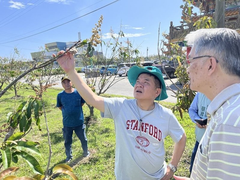 台東市區芒果接連遭受颱風、寒害影響，花朵授粉狀況不佳，農民推估只剩1、2成可收成，民進黨立委莊瑞雄（右2）15日邀集相關單位勘災，將爭取補貼農損。（莊瑞雄立委服務團隊提供）中央社記者張祈傳真 114年3月15日